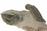 Crotalocephalina Trilobite With Zlichovaspis - Atchana, Morocco #189983-12